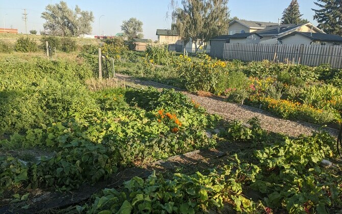 Community Gardens